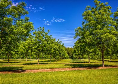 Georgia Pecan Tree Orchard