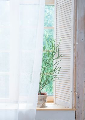 Window with plant