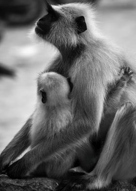 Monkey Mom and Child