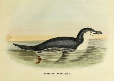 Vintage penguin
