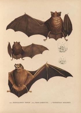Bat Vintage