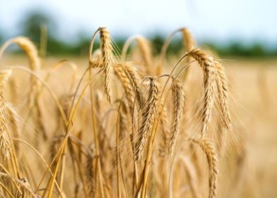 Spikelets of wheat