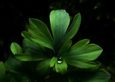 Droplet on a leaf