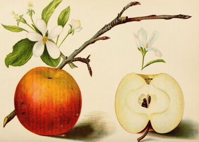 Vintage Apple Art