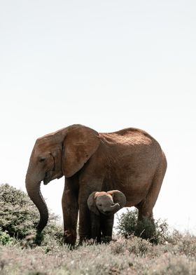 Elephant Mom and Child