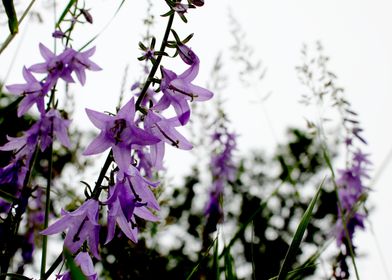 Purple Meadow Plants