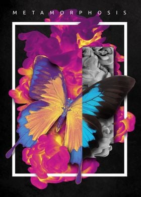 Abstract Butterfly 