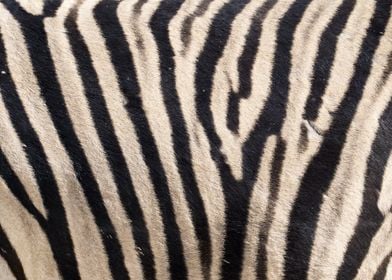 Zebra fur