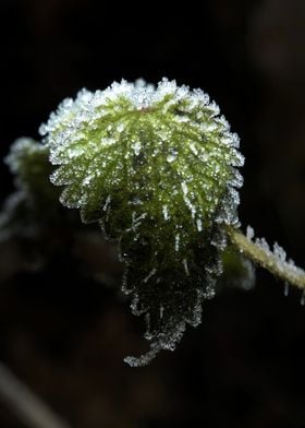 Frozen nettle