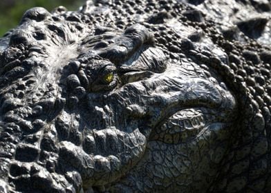 Closeup of a crocodile