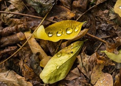 Droplets on a leaf