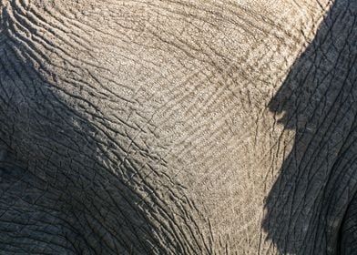 Elephant skin closeup