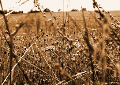 Summer Meadow Sepia 