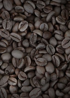 Raw coffee bean