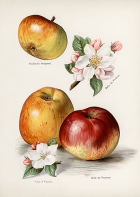 apple vintage illustration