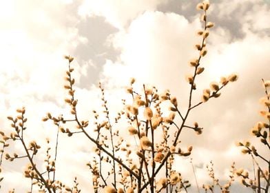 Willow catkins springtime