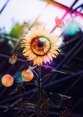 The eye of the sunflower