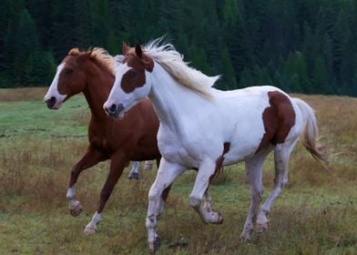 Horses