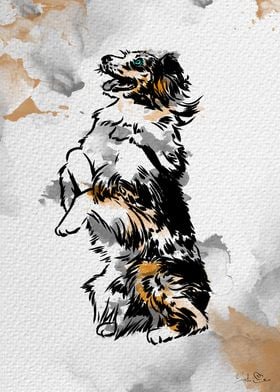 Australian shepherd stand 