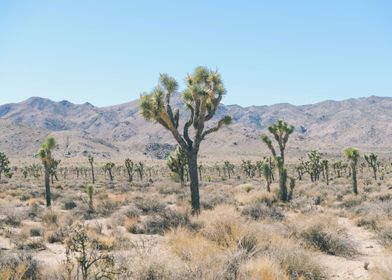 Desert Landscape