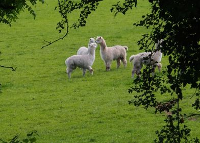 Alpaca