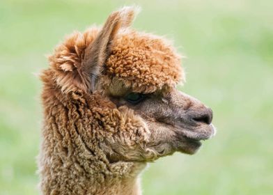 Alpaca