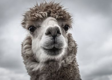 Alpaca