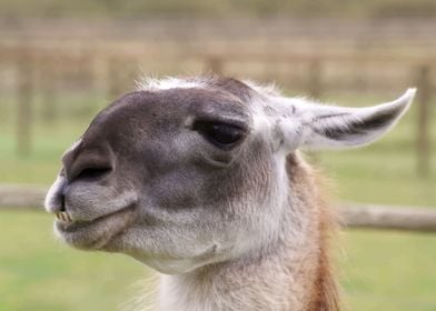 LLama