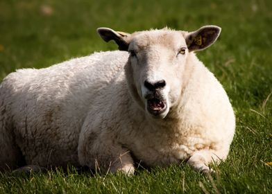 Sheep 