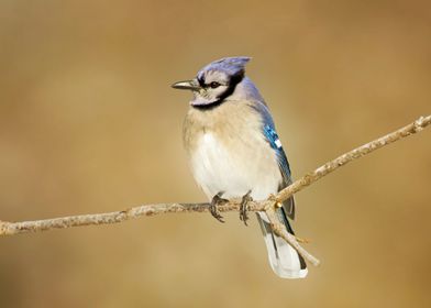 Blue jay bird close up