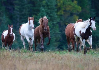 Horses