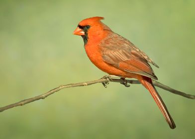 Cardinal close up