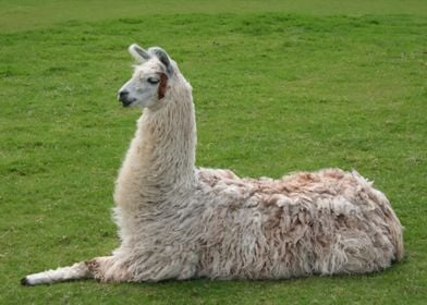 LLama