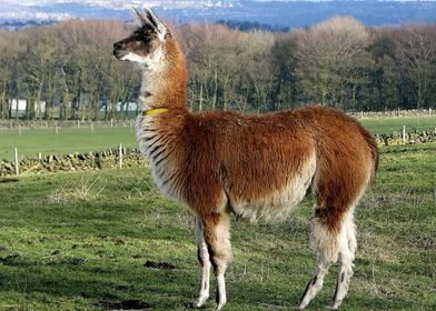 LLama