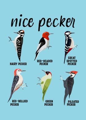 Nice Pecker Funny bird