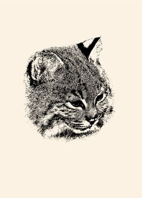 Bobcat portrait