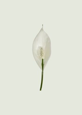 Peace lily blossom