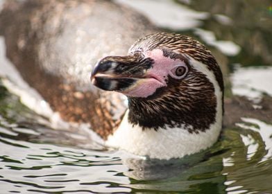 Swimming Penguin