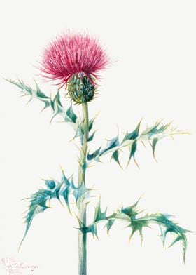 Thistle Cirsium arizonica 