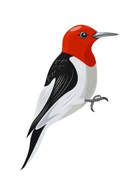 Red Headed Woodpecker Bird