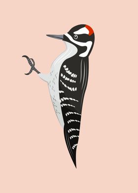 Hairy Woodpecker Bird