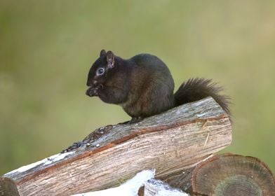 Black squirrel eating