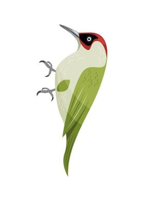 Green Woodpecker Bird