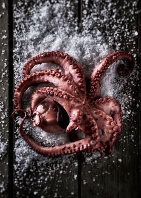 Octopus