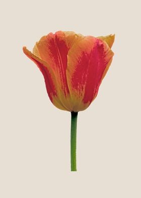 Red and yellow tulip stem