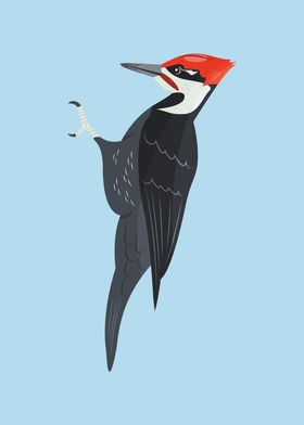 Pileated Woodpecker Bird