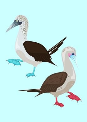 Red and Blue Booby Bird