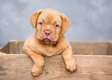 Cute Puppy