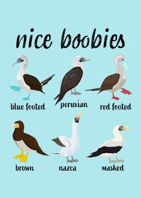 Nice Boobies Funny bird