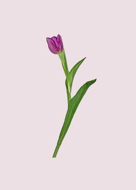 Purple tulip minimal art